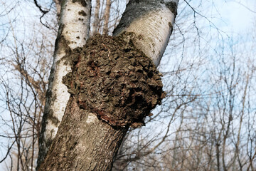 Inonotus obliquus, commonly called chaga mushroom, parasitic on birch tree. Fungus, Sterile conk trunk rot of birch. Charcoal-like mass. - obrazy, fototapety, plakaty