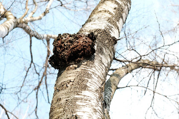 Inonotus obliquus or Chaga mushroom on trunk birch tree. It is also known as sterile conk trunk rot of birch. Fungus, black mass and birch canker polypore. Chaga used in alternative medicine. - obrazy, fototapety, plakaty