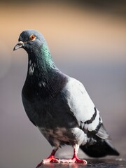 Vertical shot of a rock dove (Columba livia)