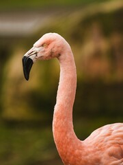 Vertical shot of a pink Flamingo