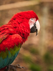 Fototapeta premium Vertical shot of a beautiful colorful parrot