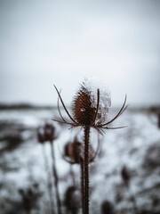 Fototapeta premium Vertical shot of a thorny plant covered with snow