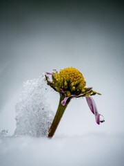 Fototapeta premium Vertical shot of a flower covered with snow
