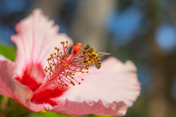 Macro shot of a bee collecting pollen from hibiscus flower © Jt Media/Wirestock Creators
