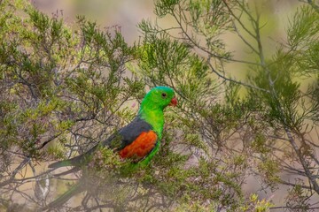 Green parrot perching on a tree branch against a blurred background