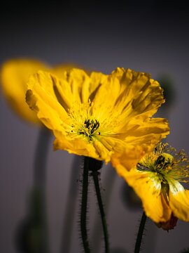 Vertical shot of beautiful yellow flowers