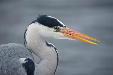 Closeup of a grey heron (Ardea cinerea) looking aside, on a blurry grey background