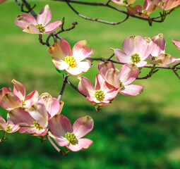 pink dogwood tree in bloom