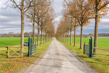 Fototapeta na wymiar A long valley of trees in autumn. Trees line road. Tunnel from trees. Rural area. 