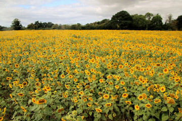 Sunflowers in a field in Shropshire