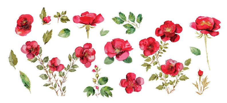 Big set collection with wild roses, red beauty watercolor flowers with leaves. Summer, spring, wedding elements