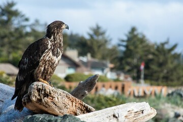 Young bald eagle sitting on a log on the beach with trees and houses in background