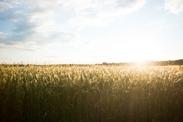 Ekologiczna uprawa, pole ze zbożem skąpane w promieniach letniego słońca