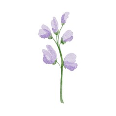 Fototapeta na wymiar very peri flower isolated on white background