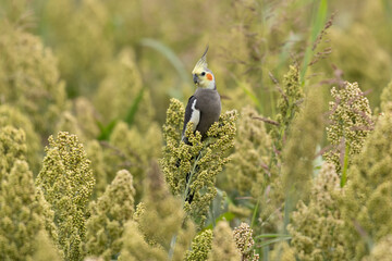Cockatiel feeding on sorghum