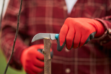 Close up of gardener in plaid shirt cutting tree trunk with knife. Male peasant growing plants in orchard, grafting branches. Concept of taking care of plants and nature, - obrazy, fototapety, plakaty