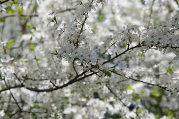 Holunder, Blumen, Blüten, Baum, Frühling
