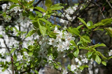 Holunder, Blumen, Blüten, Baum, Frühling