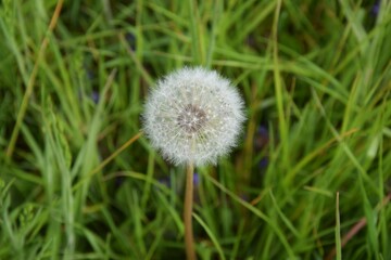 Frühling, Pusteblume, Löwenzahn, Gras
