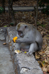 japanese maquaqe in Ubud temple