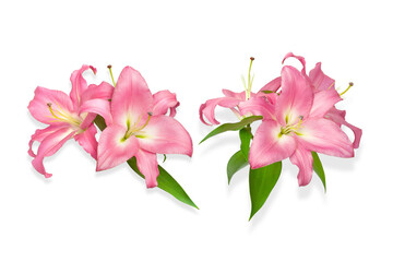 Lily flowers. Two pink lilies. Flowers isolated on white background. Isolated object for installation