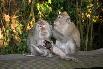 mother and baby monkey