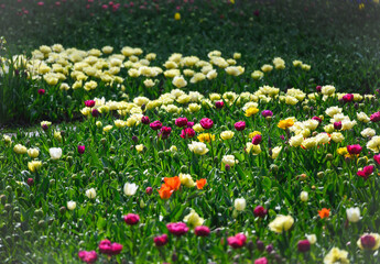 Many multicolored tulips in the park. Field with colorful tulips.