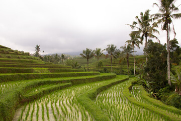 rice terraces in Bali island