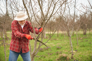 Side view of gardener growing trees in orchard. Old male peasant wearing panama hat and plaid shirt...