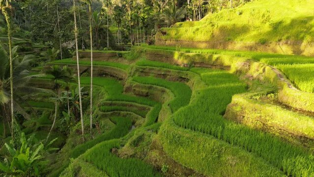 This drone video captures the vibrant green rice paddies on the island of Bali on a sunny day. The aerial footage showcases the intricate irrigation system and the surrounding lush forests. The peacef