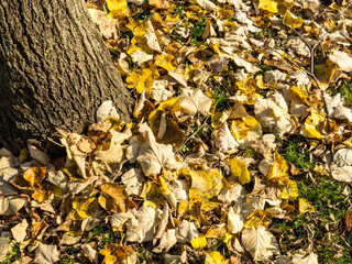 Beautiful colorful leaves in autumn. Autumn in october.