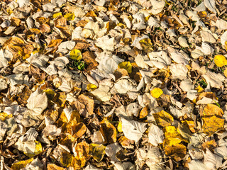 Beautiful colorful leaves in autumn. Autumn in october.