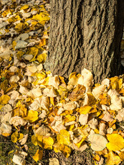 Beautiful colorful leaves in autumn. Autumn in october.