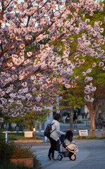 Fototapeta na wymiar 満開の桜の木と子供づれの家族の姿
