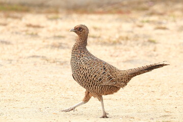 pheasant female in the field
