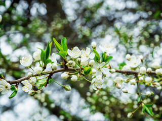 beautiful white flowers on the branches of a thorn tree. blooming Prúnus spinosa