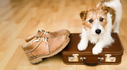 Cute dog puppy waiting on a retro suitcase with shoes. Pet travel, vacation or holiday banner.