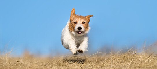 Banner of a cute happy healthy active pet dog puppy as running, walking in the grass