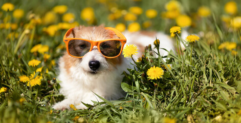 Funny lazy dog relaxing in the flowering grass with sunglasses. Spring, summer banner or background.