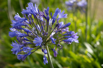 Blue agapanthus, or Lily of the Nile in Tasmania. Blurred green background