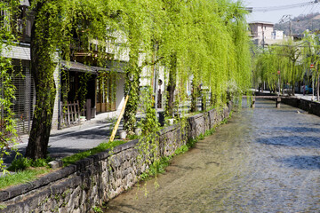 京都白河筋の春風景