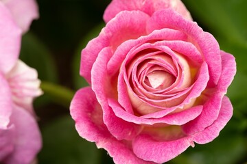 Closeup shot of a pink rose blossoming in the garden