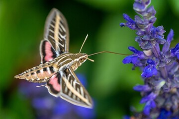 Closeup shot of a white-lined sphinx on the purple flower