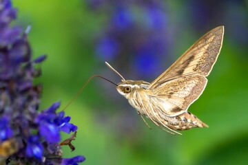Closeup shot of a white-lined sphinx on the purple flower