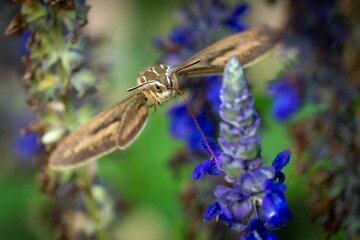 Closeup shot of a white-lined sphinx on the purple flower