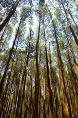 Mangunan Pine Forest, near Yogyakarta city. Indonesia. Indonesian landscape. Pine forest