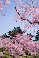 京都平安神宮の春景色