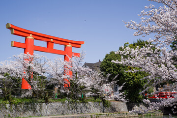 京都平安神宮の春景色
