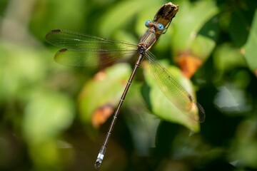 A dragonfly flying in a green garden