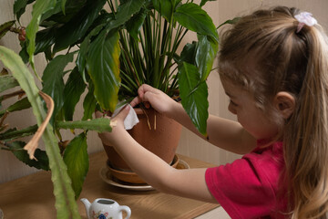 Obraz premium A 4-year-old girl takes care of home plants. Home planting from childhood concept